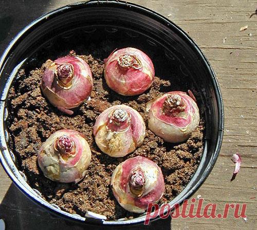 Посадка и уход за гиацинтами в домашних условиях в горшке, видео