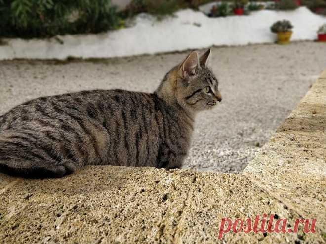Votre chat vous agace ? Des chercheurs ont créé cette musique pour le calmer - CNET France Cette musique composée spécialement pour les chats par des scientifiques de l’université de Louisiane pourrait surtout rendre la visite chez le vétérinaire moins compliquée.