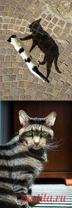 shadow cat ... | Architecture