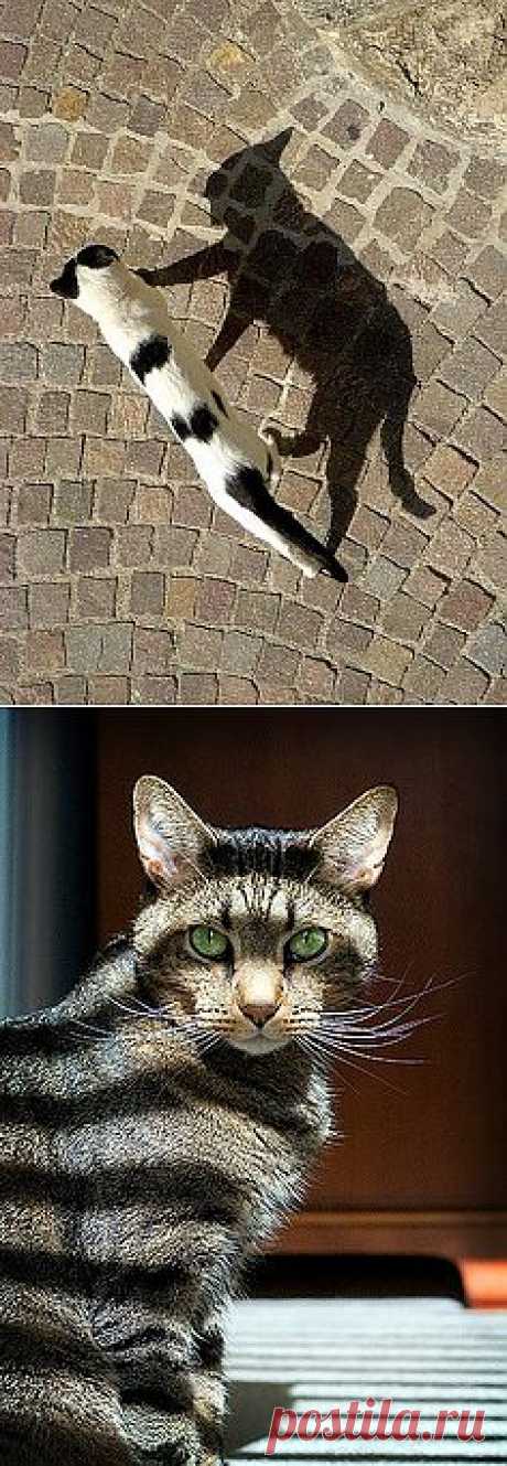 shadow cat ... | Architecture