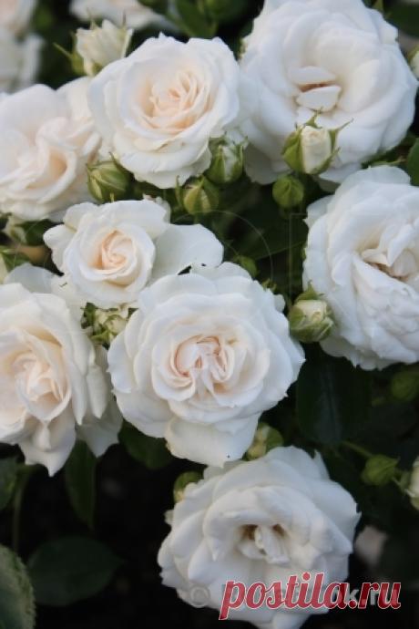 Aspirin Rose :: Энциклопедия роз