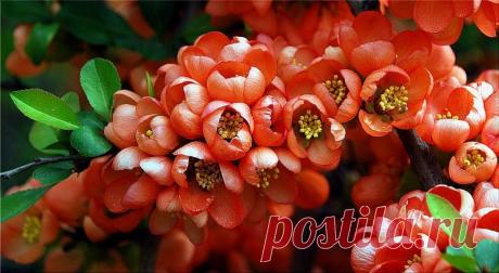 Красные прекрасные