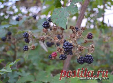 Ежевичный ликёр | 4vkusa.ru