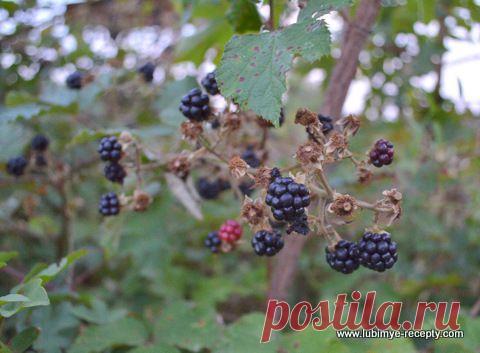 Ежевичный ликёр | 4vkusa.ru