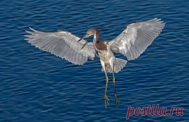 tricolored heron The landing