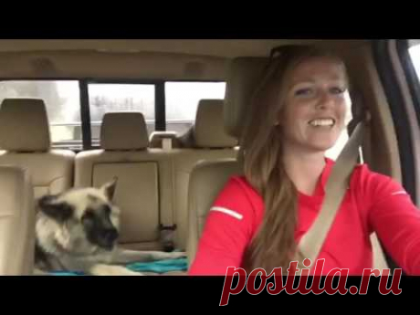 Lola and Annie - Road Trip Karaoke Lola the Shiloh shepherd belts it out to Queen's "We Are The Champions" on a road trip with her owner, Annie. Better singing voice than most people!!