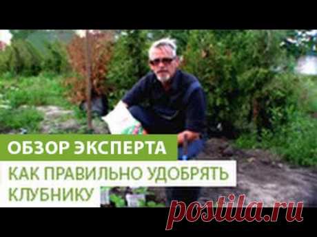 Если клубника не плодоносит - видео