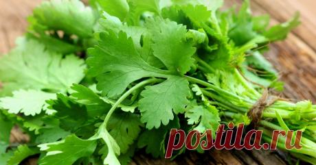 КИНЗА
Этот трава может лечить любые проблемы с вашей поджелудочной железой, печенью и почками одним махом