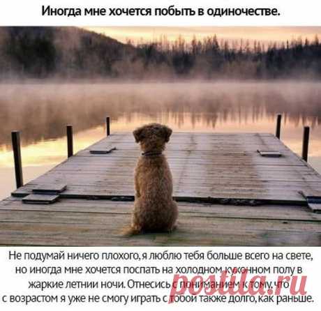 Берегите своих питомцев