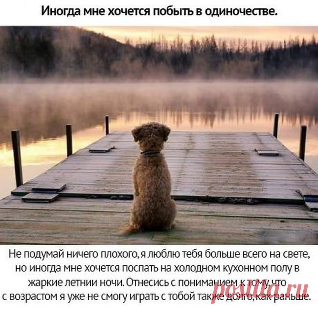 Берегите своих питомцев