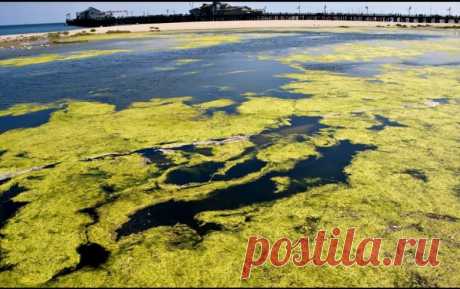 Сырая нефть из водорослей - Экологический дайджест FacePla.net