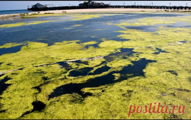 Сырая нефть из водорослей - Экологический дайджест FacePla.net