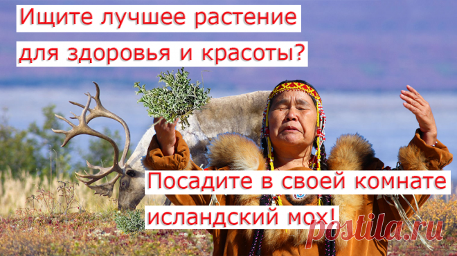 Что лечит исландский мох? Можно ли вырастить исландский мох у себя в комнате? И какую пользу он Вам может принести? Ну и конечно рецепты лечения исландским мхом? Вот тема сегодняшнего видео.