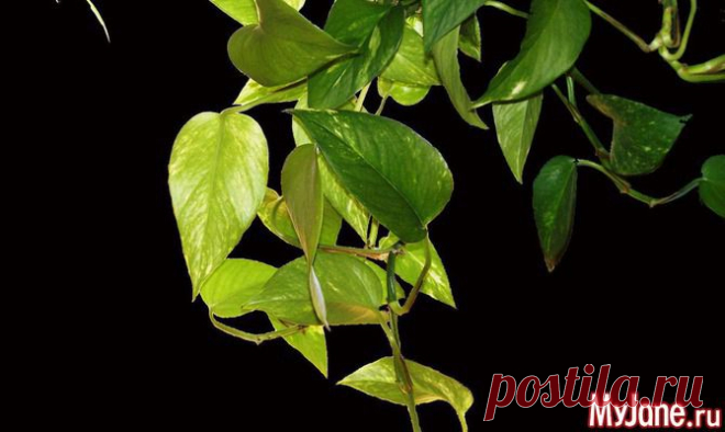 Причуды комнатных вьюнов - цветы, растения, вьюн, плющ,