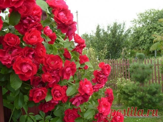 Сад участника Vershina