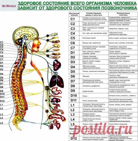 Как сохранить позвоночник здоровым. ЗДЕСЬ:упражнения для всего позвоночника --- https://www.pozvonochnik.org/?view=ex-spine
И ЗДЕСЬ  --- https://www.pozvonochnik.org/?view=main-exercises