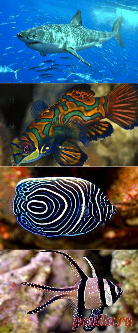 Удивительные и интересные рыбы океанов и морей