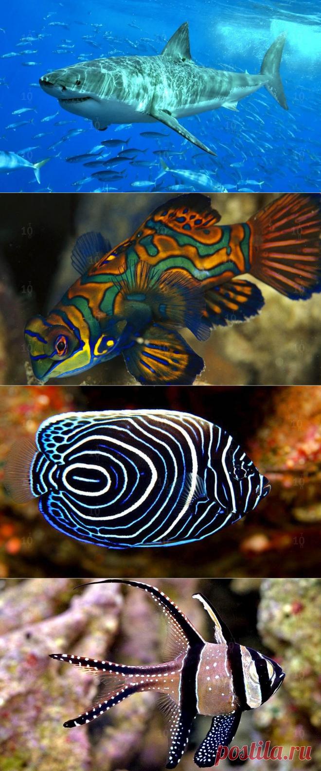 Удивительные и интересные рыбы океанов и морей