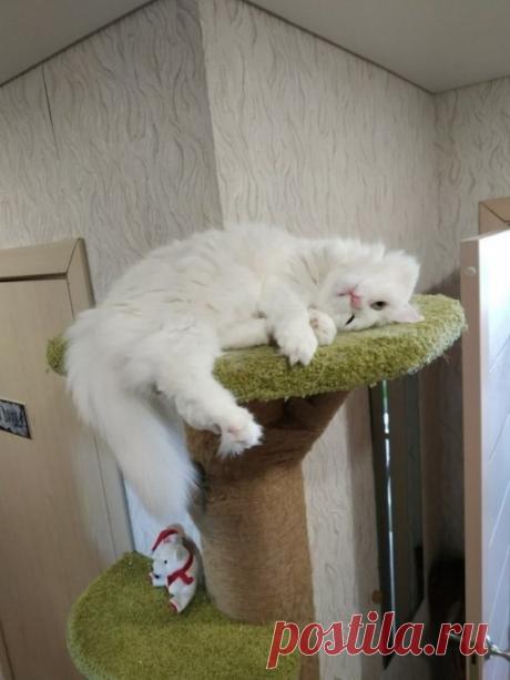 Отличная идея, как сберечь углы от подранности кошкой