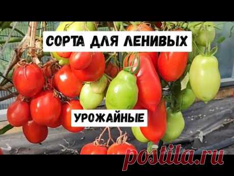 10 СОРТОВ ТОМАТА - ПОСАДИЛ И ЗАБЫЛ, САМЫЕ БЕСПРОБЛЕМНЫЕ!
