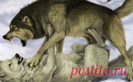 Мудрая притча про двух волков. Читается за 20 секунд, а запоминается на всю жизнь… 
— Каждый человек на протяжении всей жизни ведет внутреннюю борьбу. Так выходит потому, что в внутри нас живет два волка, — начал разговор мудрый индеец.

— Как это — два волка? — спросил маленький ма…