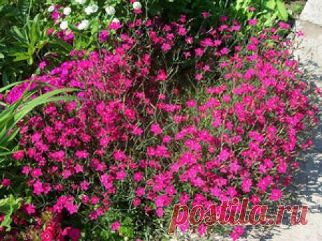 Мыльнянка лунная пыль (сапонария): особенности размножения, ухода и посадки, применение в саду