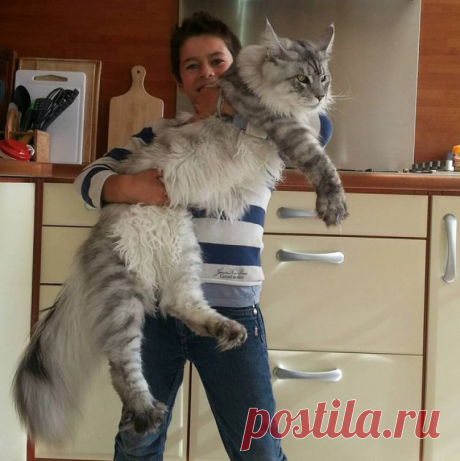 17 огромных котов, на фоне которых их хозяева кажутся карликами