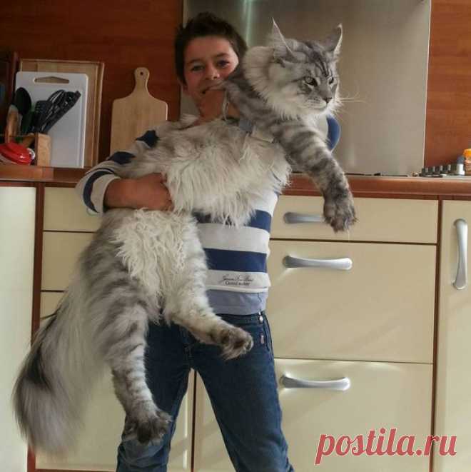 17 огромных котов, на фоне которых их хозяева кажутся карликами