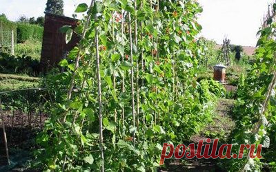 Посадка фасоли и сроки сбора урожая