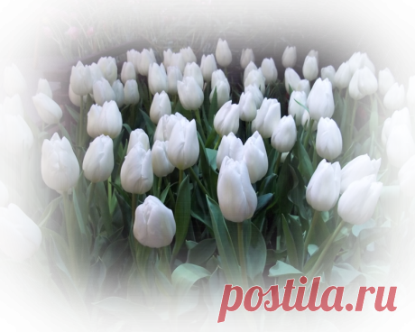 клипарт «пейзажи с цветами» png