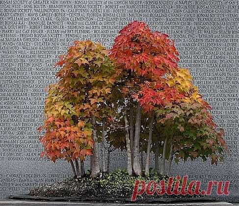 Бонсай-рощица
Beautiful Bonsai Forrest! ...MKL... | Bonsai/Ikebana/Saikei/Penjing …