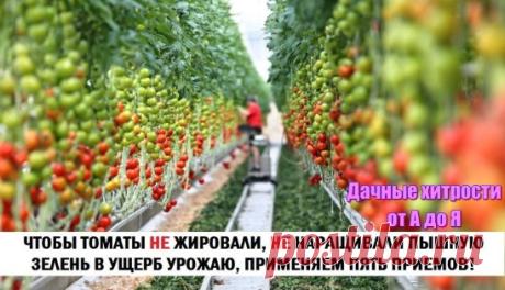 для томатов