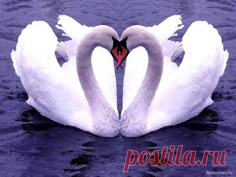 Ещё раз про любовь (Татьяна Ивлева 2) / Стихи.ру - национальный сервер современной поэзии