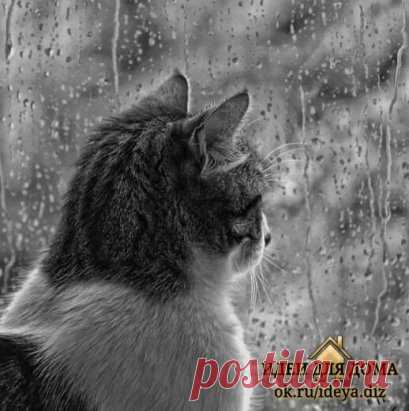 БЕЗ БАБУШКИ
Забрали бабушку в больницу
И кот хандрит семь дней подряд...
Уже не интересны птицы,
Что за окошечком галдят.
Уже играть не интересно:
Отстань, докучливая мышь!
С бабулей было так чудесно!
С ней убаюкивала тишь.
А нынче тишь совсем другая,
Сродни тоскливой пустоте,
Что котофея вновь пугает
В своей сплошной недоброте.
Его погладит нежно внучка,
Оставит дочка вкусноты -
Он им про бабушку мяучит,
Лишась заветной теплоты.
Он по-кошачьи вопрошает:
' Куда она ушла? Куда?
Что возвернут