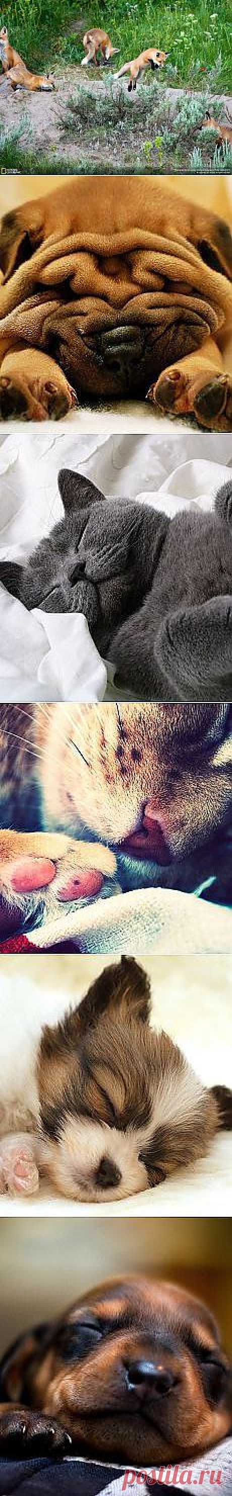 Коварство и любовь Опят и Изабеллы и другие материалы. Новое в Вашей подборке на Постила.ru - gwi1951@mail.ru - Почта Mail.Ru