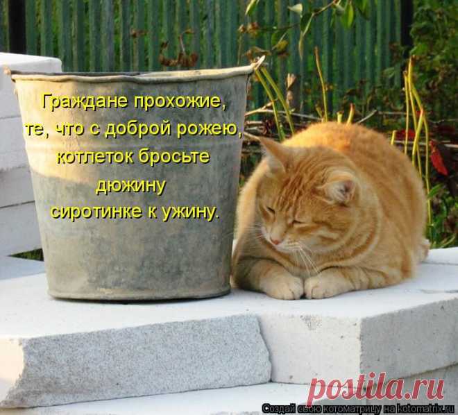Котоматрица: Граждане прохожие, те, что с доброй рожею, сиротинке к ужину. котлеток