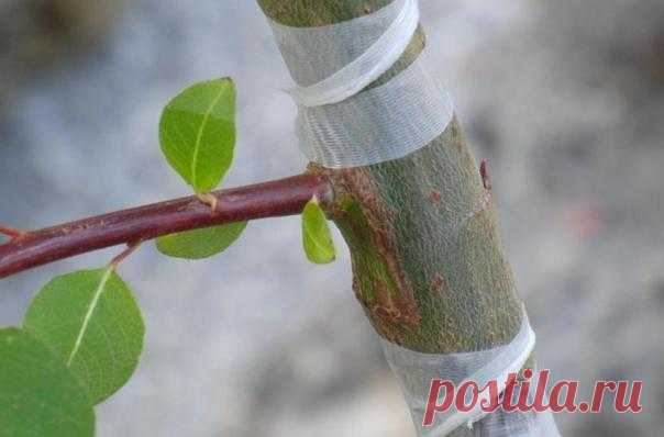 В данной статье вы узнаете что такое привои и подвои для яблони, как можно укоренить ветку, а также схемы посадки на подвое. Вы узнаете, какие сорта и на какие формы яблонь стоит прививать и как это правильно сделать. Особенности яблонь на карликовом подвое.