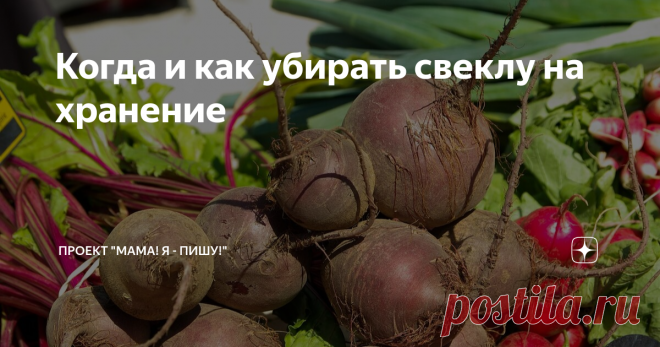 Когда и как убирать свеклу на хранение