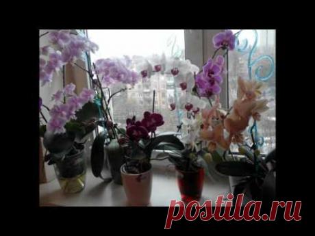 Почему орхидею НЕЛЬЗЯ ДЕРЖАТЬ ДОМА. Комнатные растения по ФЕН-ШУЙ