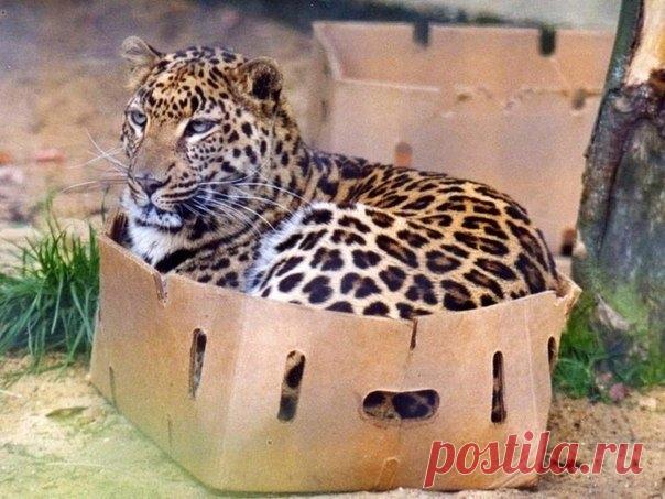 Большие котики тоже любят коробки
