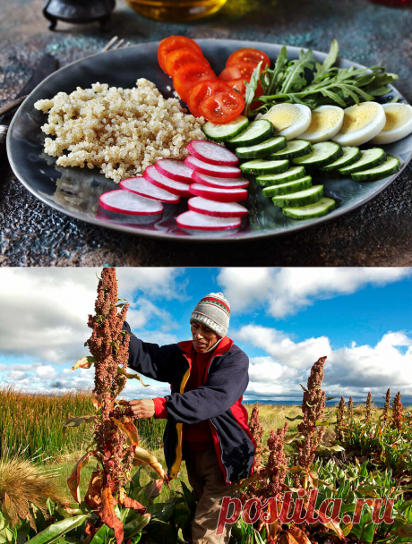 Киноа: польза и вред, история, способы приготовления - ПП блог о здоровом питании с рецептами