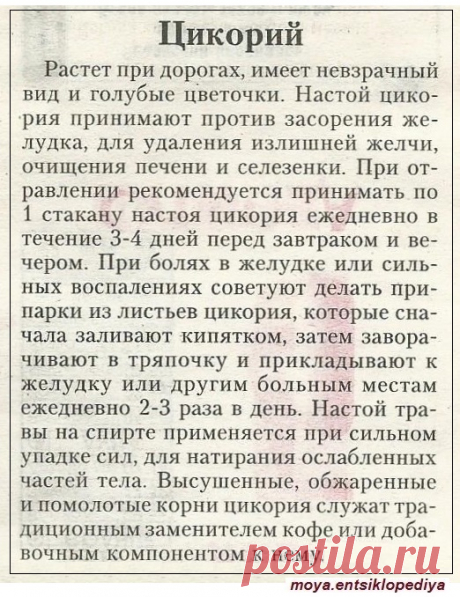 Цикорий