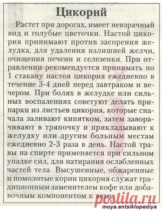 Цикорий
