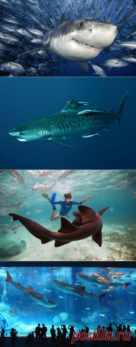 Удивительный мир акул