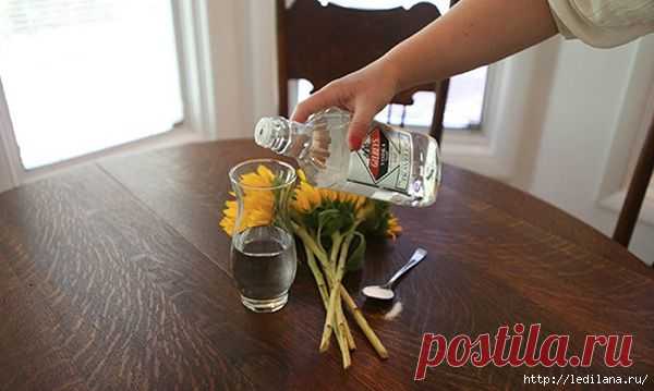 13 способов нетрадиционного применения... водки!