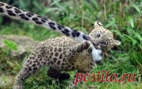 Самый прелестный котик с маленькими клыками / Surfingbird знает всё, что ты любишь