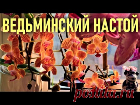 ВЕДЬМИНСКИЙ НАСТОЙ ДЛЯ ОРХИДЕЙ или ЧУДЕСА ЗОЛОТОГО ПОСОХА ФОРТУНЫ! РЕАНИМАЦИЯ, ПОТЕРЯ ТУРГОРА И ПР..