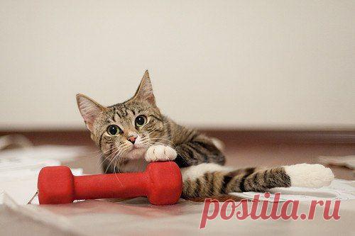 Надо ли делать зарядку?