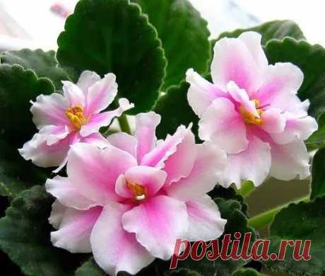 "Моя любимая дача!": Как ухаживать за фиалками