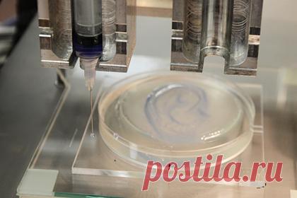 Мужские половые клетки напечатали на 3D-принтере. Канадские исследователи из Университета Британской Колумбии впервые смогли напечатать мужские половые клетки на 3D-принтере. За 12 дней клетки не только выжили, но и трансформировались в несколько специализированных клеток, которые участвуют в производстве сперматозоидов.